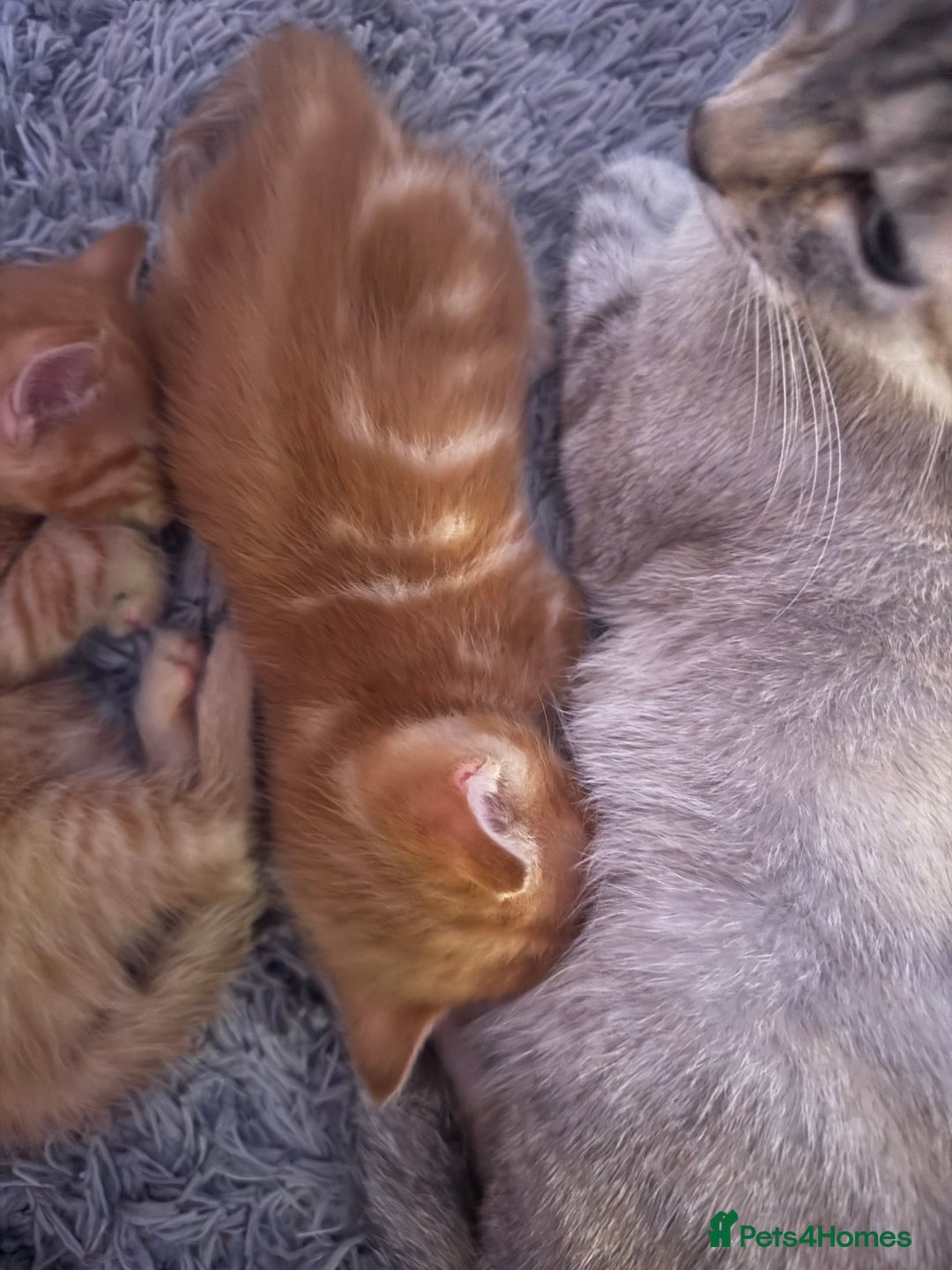Maine Coon cats for sale: Ginger kittens - Advert 18