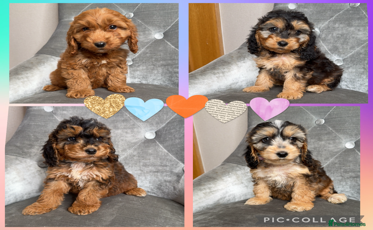 Cockapoo dogs - Advert 2