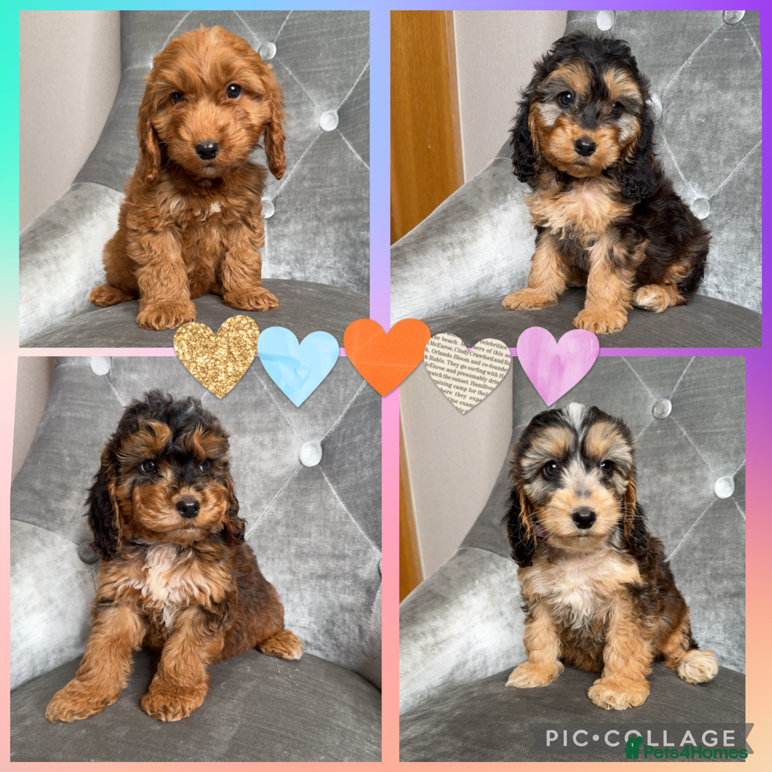 Cockapoo dogs for sale: Ready now F1 Cockapoos  - Image 1