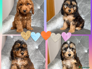 Cockapoo dogs - Advert 10