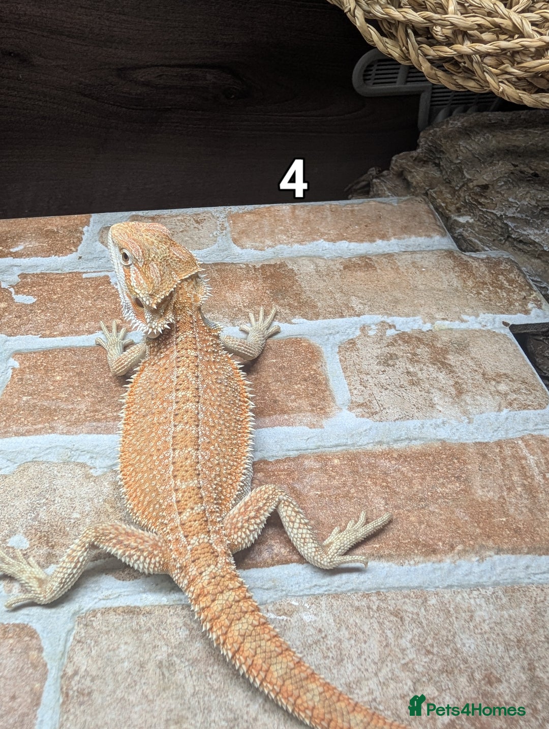 Bearded Dragon reptiles for sale: Bearded dragons male. Last few left - Image 9