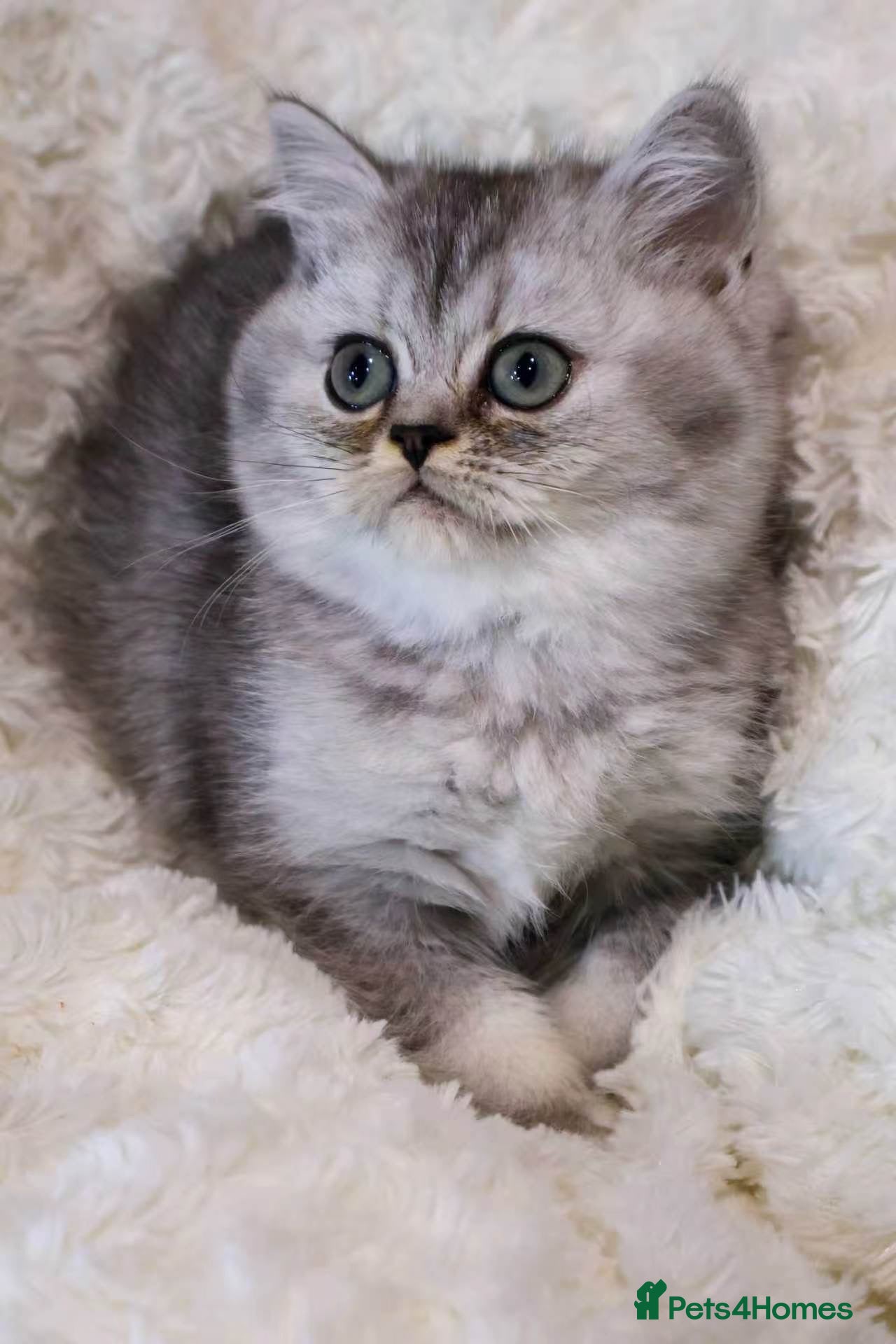 British Shorthair cats Super cute and pedigree British shorthair - Advert 1