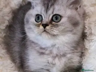 British Shorthair cats Super cute and pedigree British shorthair - Advert 1