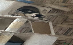 Mixed Breed cats for sale: Boy kitten - Image 2