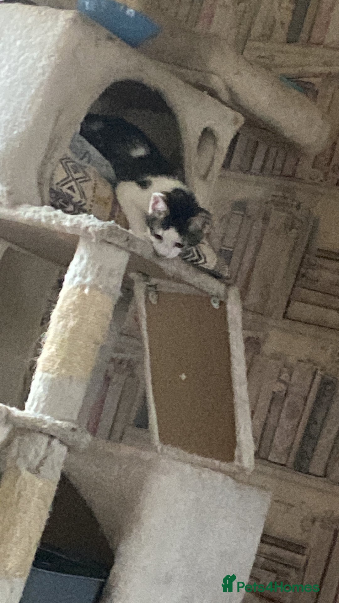 Mixed Breed cats for sale: Boy kitten - Image 2