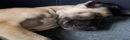 Mixed Breed dogs for sale: Beautiful Large Cane Canario's Puppies  - Advert 5