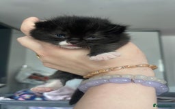 Mixed Breed cats for sale: Cutest Scottish Fold and BSH kittens  - Image 23