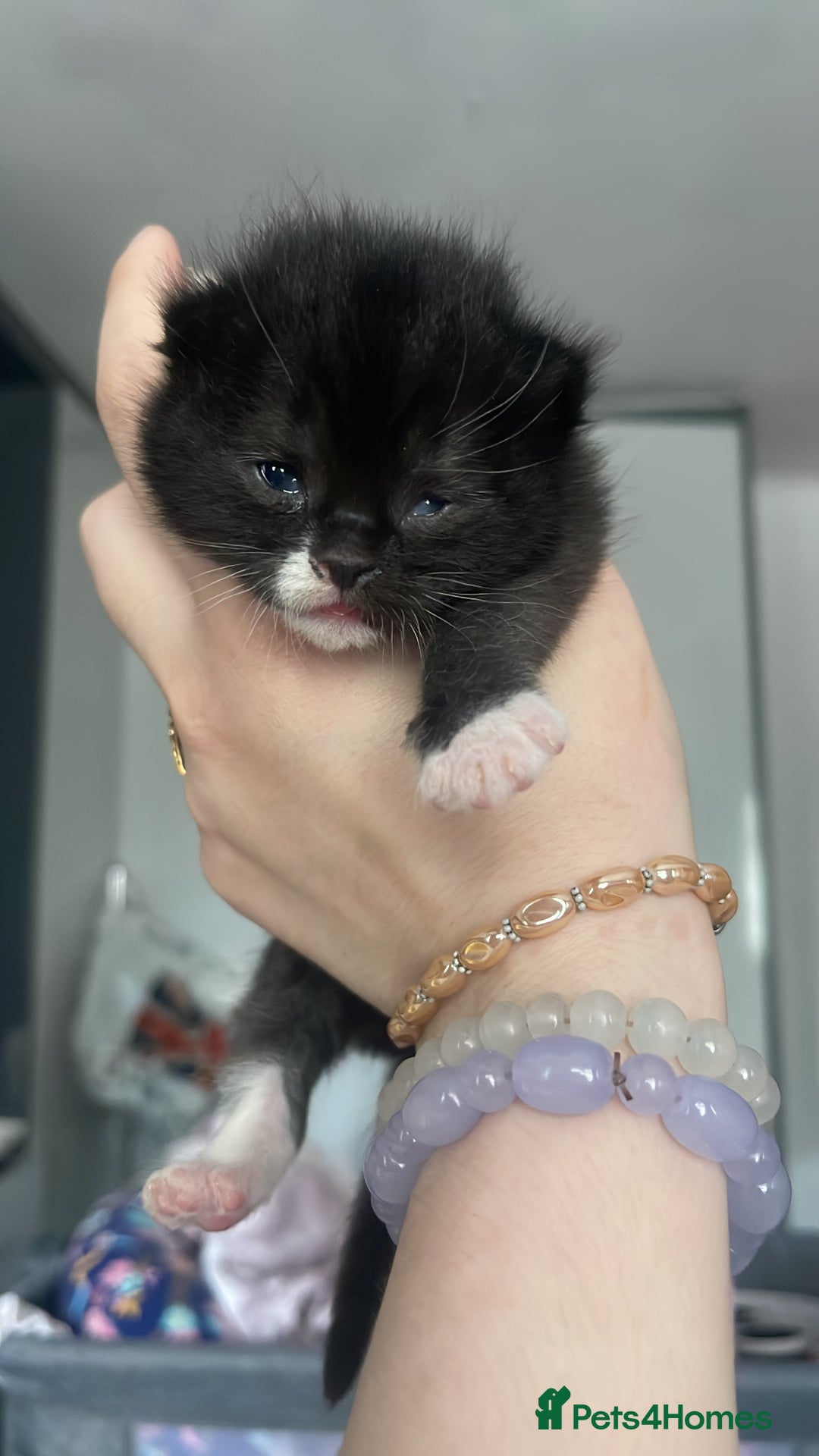 Mixed Breed cats for sale: Cutest Scottish Fold and BSH kittens  - Image 23