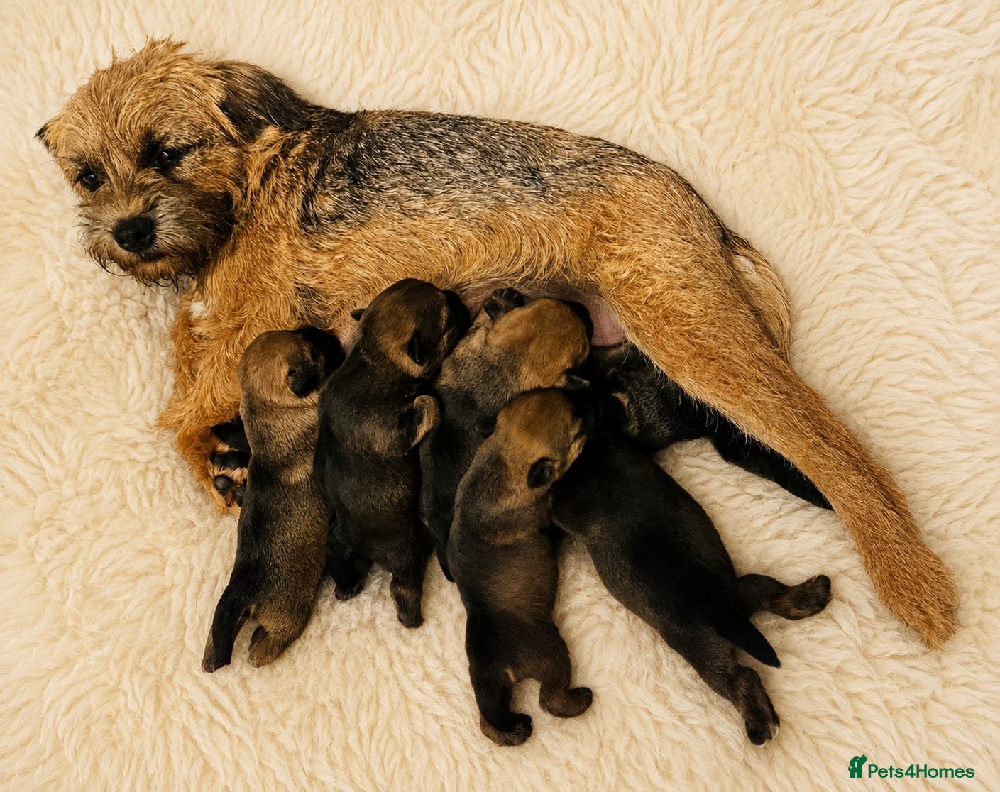 Border Terrier dogs Stunning Litter of Border Terriers - Advert 2