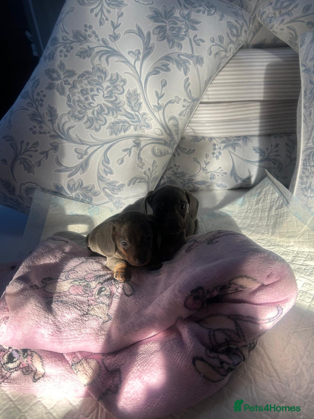 Dachshund dogs for sale: Miniature dashound - Advert 6