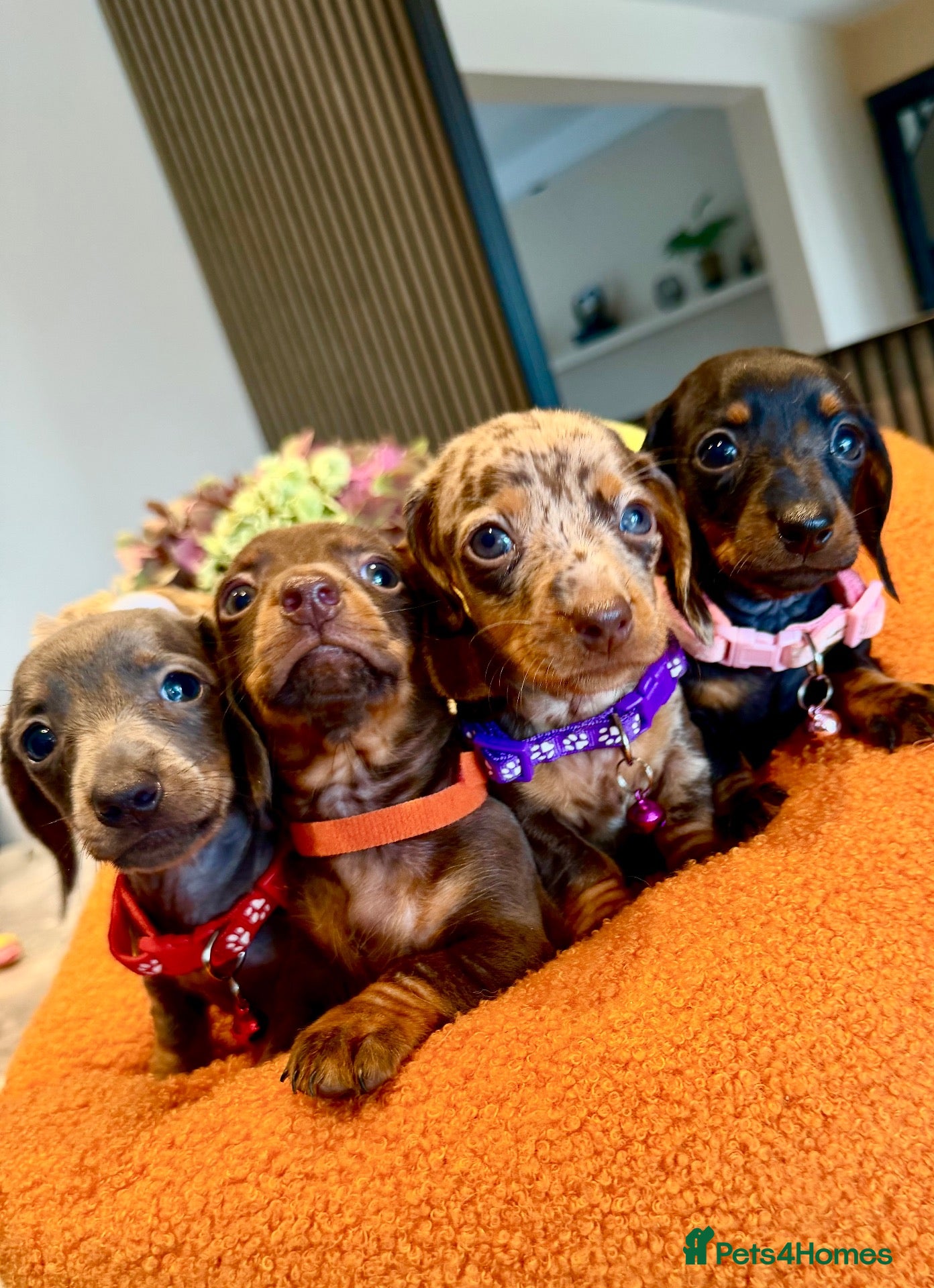 Miniature Dachshund dogs 🐾✨ GORGEOUS MINIATURE KC DACHSHUND PUPPIES ✨🐾 - Advert 1