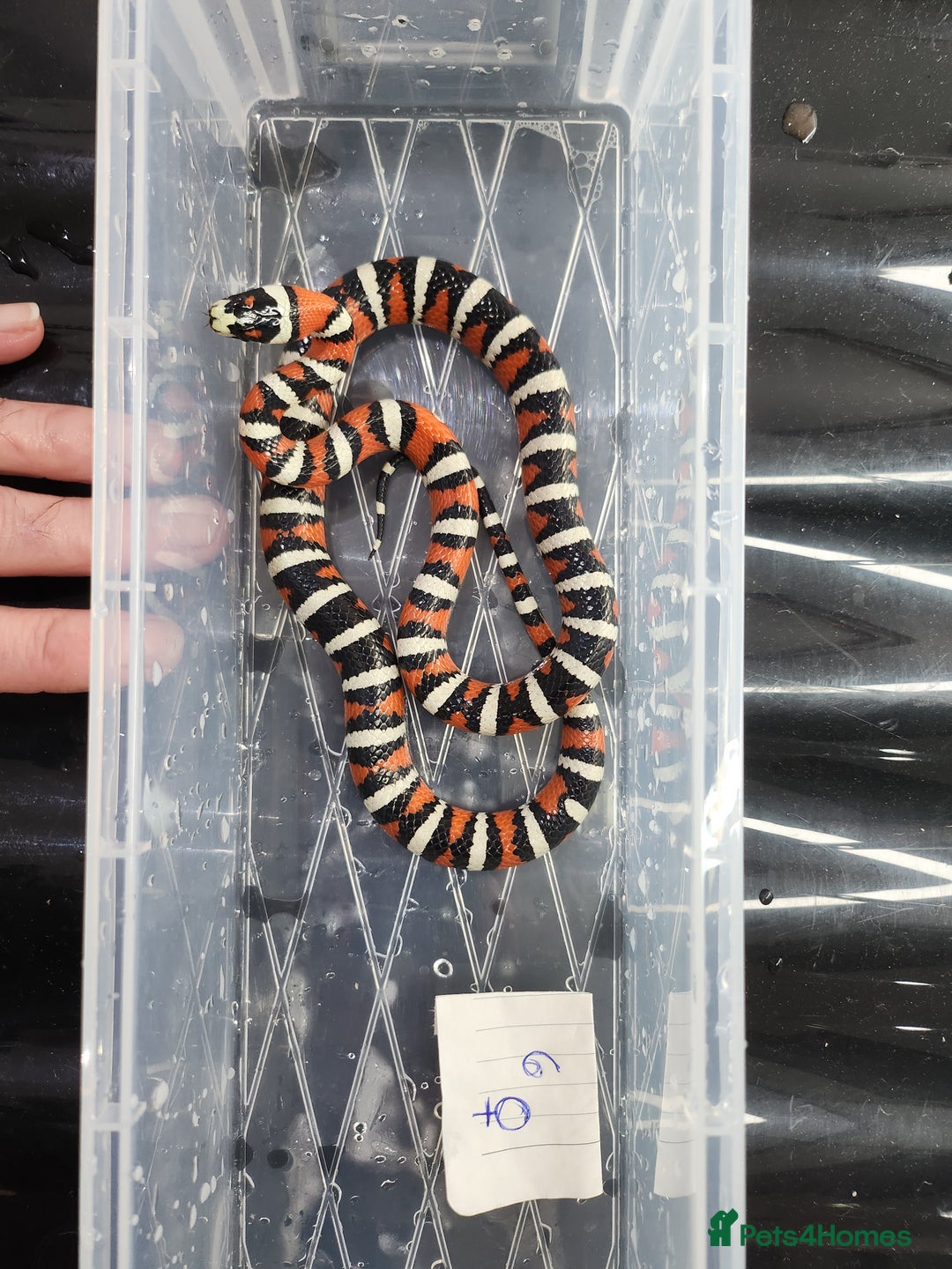 King Snake reptiles for sale: Arizona mountain king snakes - Advert 2