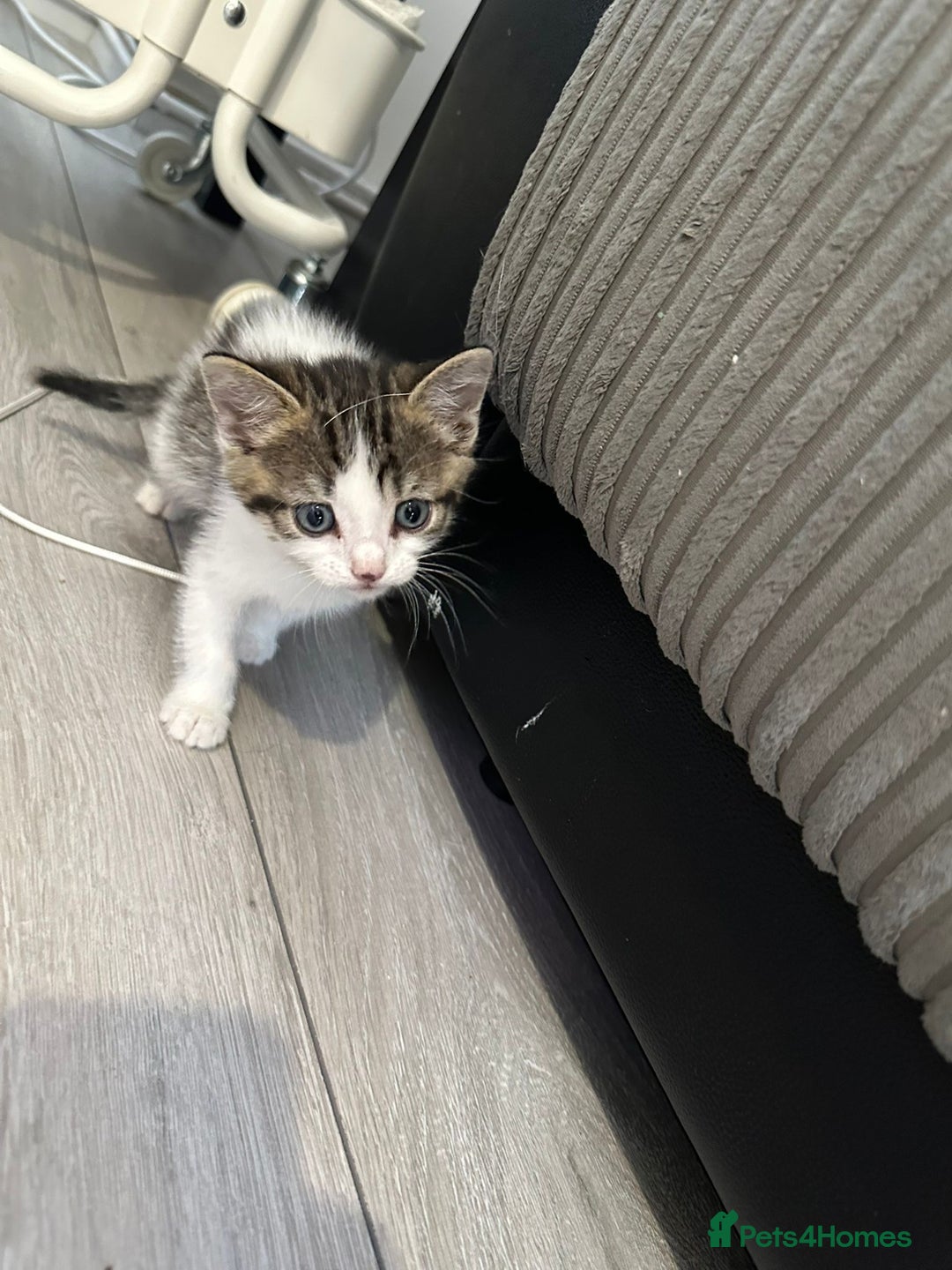 Mixed Breed cats for sale: 5 beautiful kittens  - Image 5