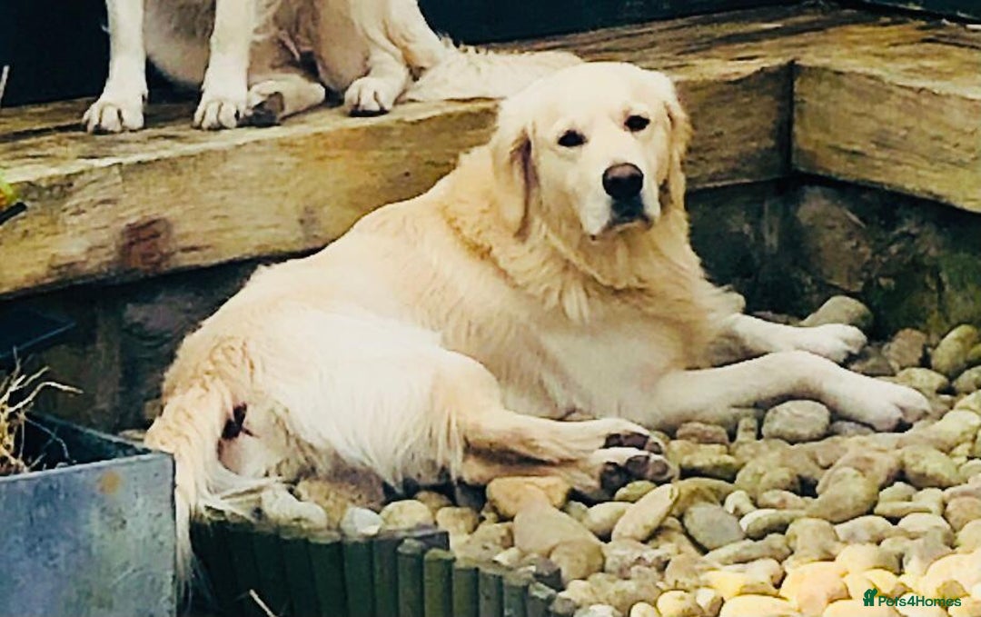 Golden Retriever dogs for sale: Chunky Kc cream golden retriever boys available  - Image 9
