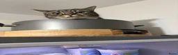 Mixed Breed cats for sale: 3 year old cat up for rehoming  in Lincoln - Advert 5