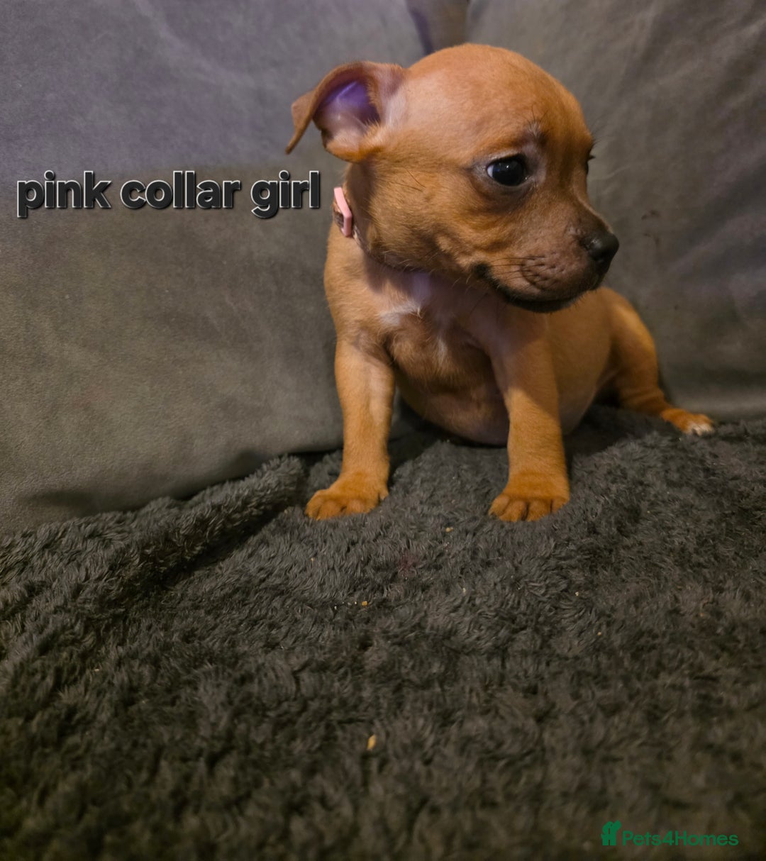 Staffordshire Bull Terrier dogs for sale: STUNNING KC RED STAFFORDSHIRE BULL TERRIER PUPS - Image 20