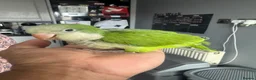 Parrots birds for sale: Handreared Indian Ringneck & Quaker Parrots in Whitby - Advert 8