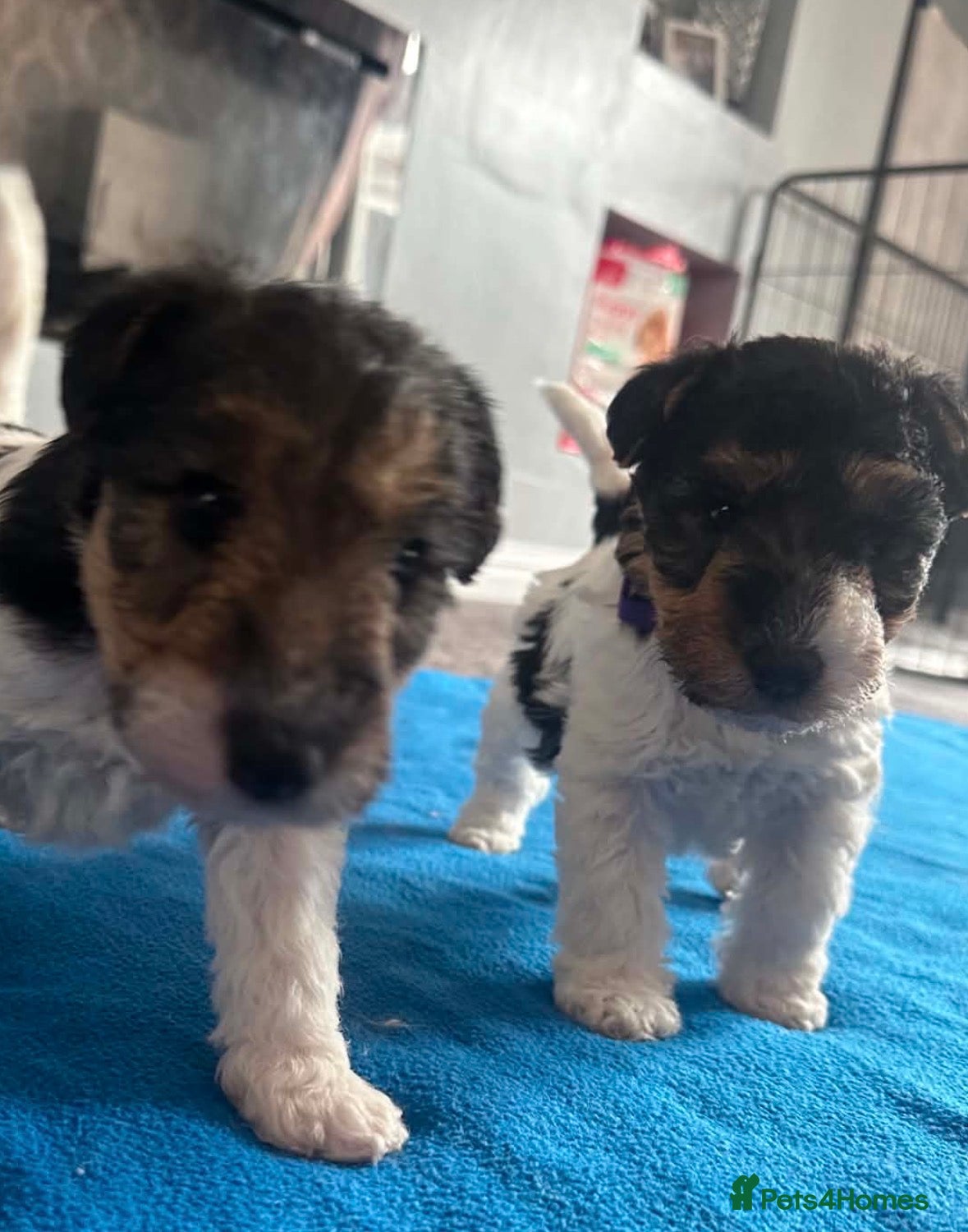 Fox Terrier dogs for sale: Wire haired fox terrier - Advert 21