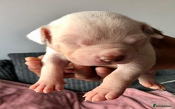 Mixed Breed dogs for sale: American bulldogs  - Image 7