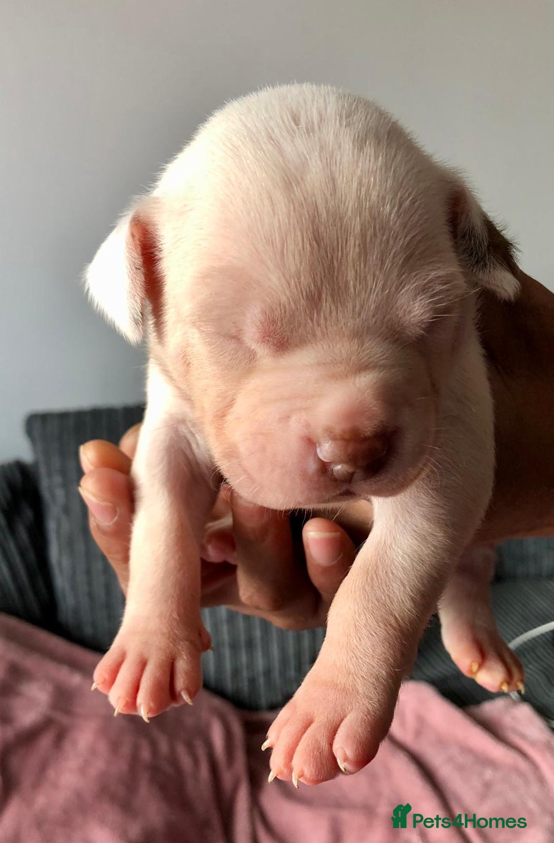 Mixed Breed dogs for sale: American bulldogs  - Image 7