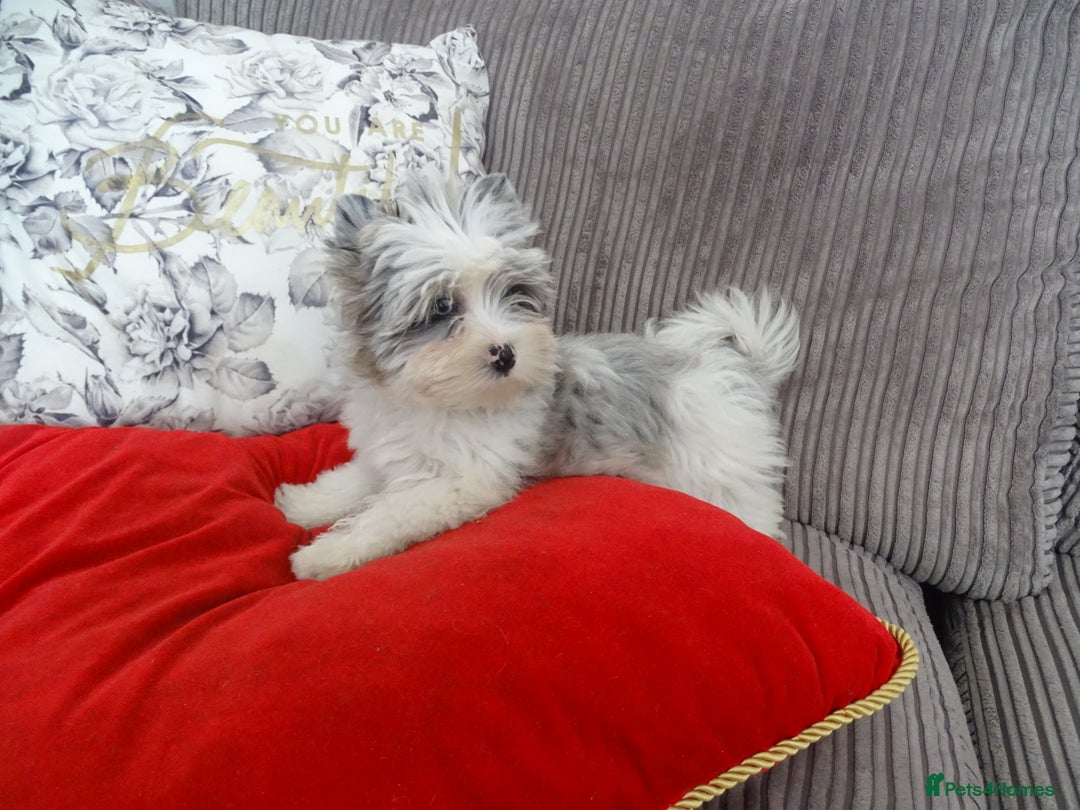 Yorkshire Terrier dogs for sale: Rare Colourful Pedigree Yorkies Certified Breeder - Image 30