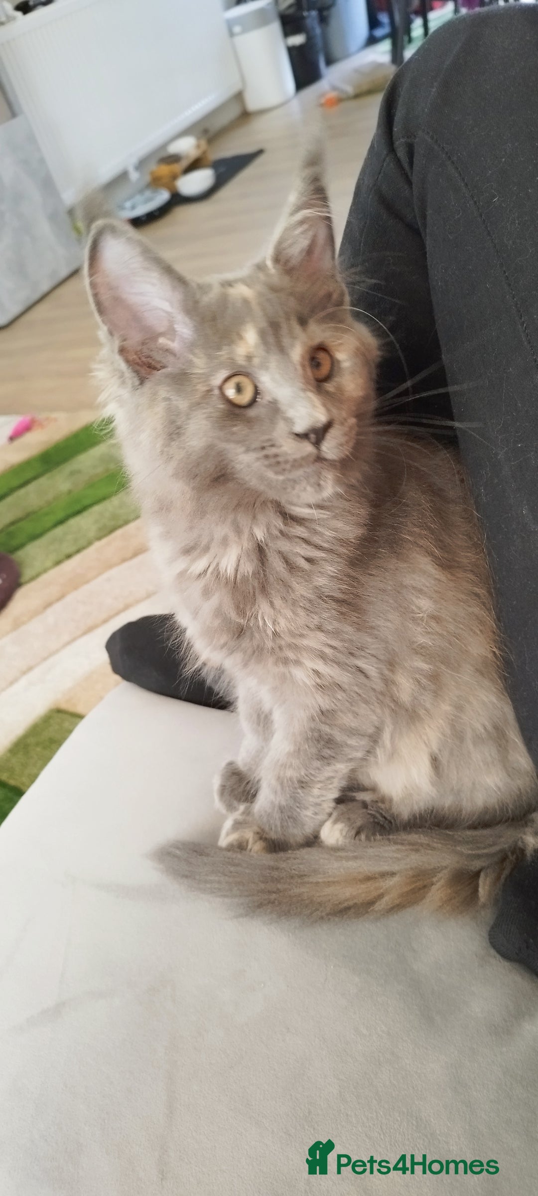 Maine Coon cats for sale: Tica pedigree MC kittens-ready for new home  - Image 1