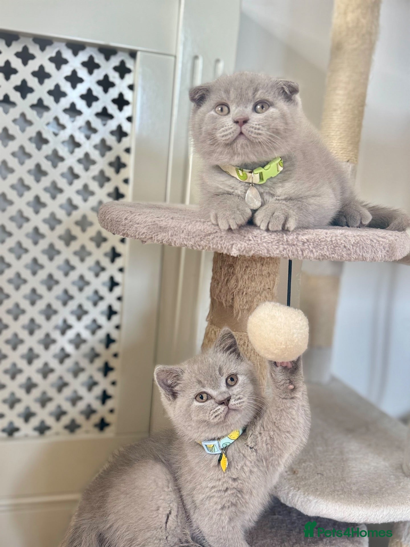 Scottish Fold cats Scottish fold - Advert 2