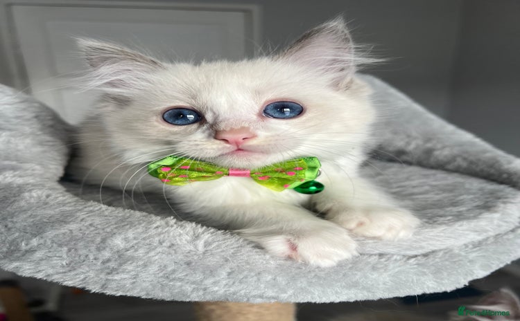 Ragdoll cats - Advert 9