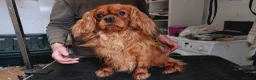 Cavalier King Charles Spaniel dogs for stud: Kc reg Ruby full clear health tests in Carlisle - Advert 5