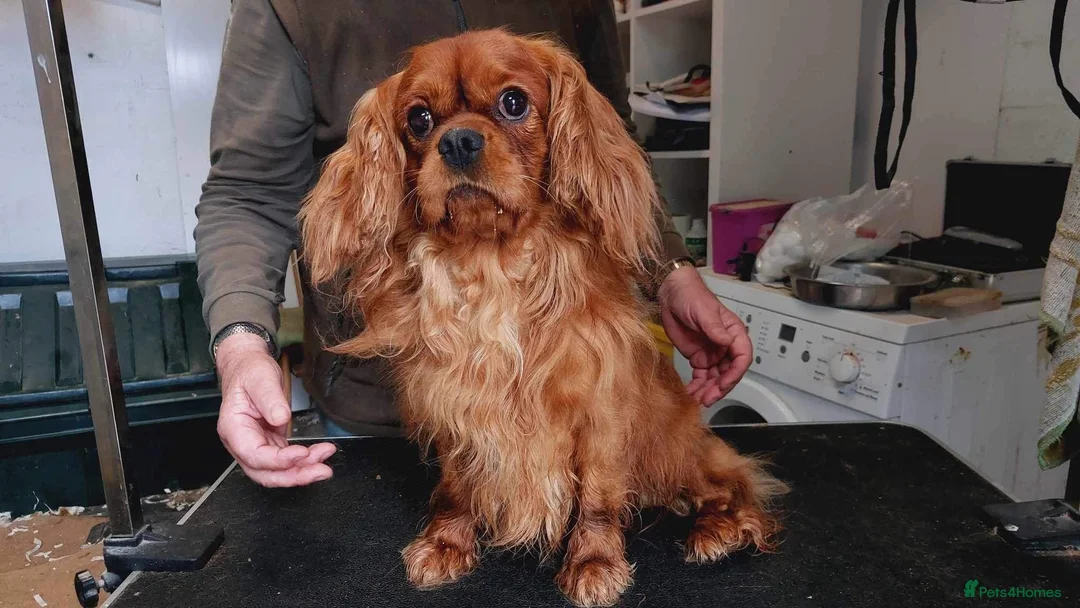 Cavalier King Charles Spaniel dogs for stud: Kc reg Ruby full clear health tests in Carlisle - Advert 5
