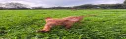 Hungarian Vizsla dogs for sale: Legally Docked KC Hungarian Vizsla Pups - Advert 9