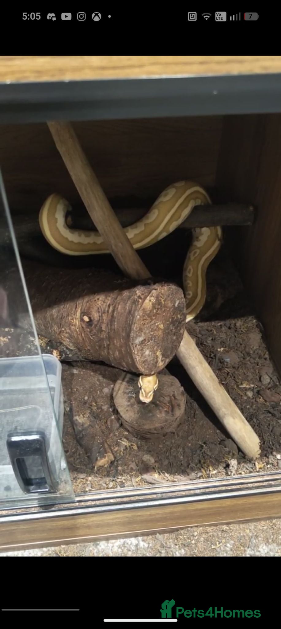 Python Snake reptiles Selling 2 ball pythons - Advert 12