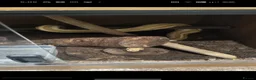 Python Snake reptiles for sale: Selling 2 ball pythons - Advert 1