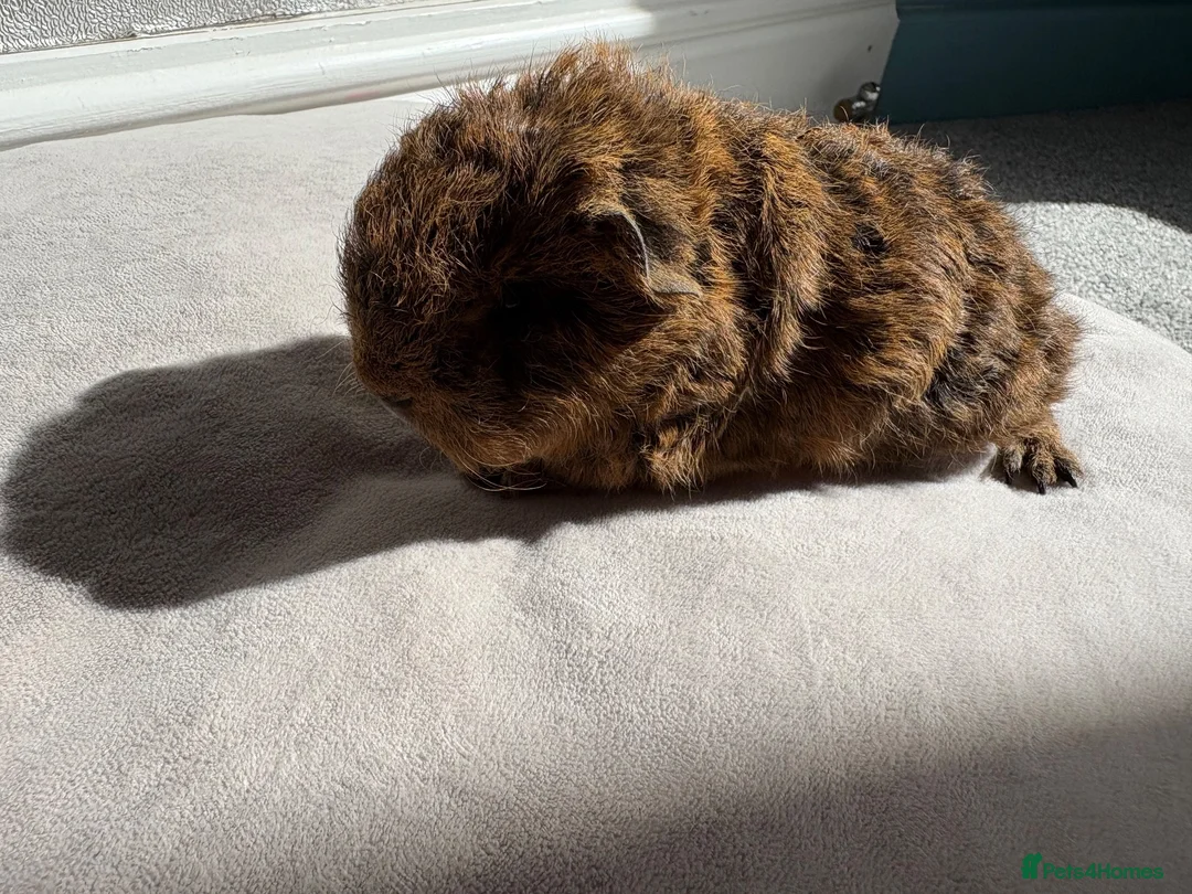 Guinea Pig rodents for sale: Male and Female Guinea Pigs for sale - Advert 8