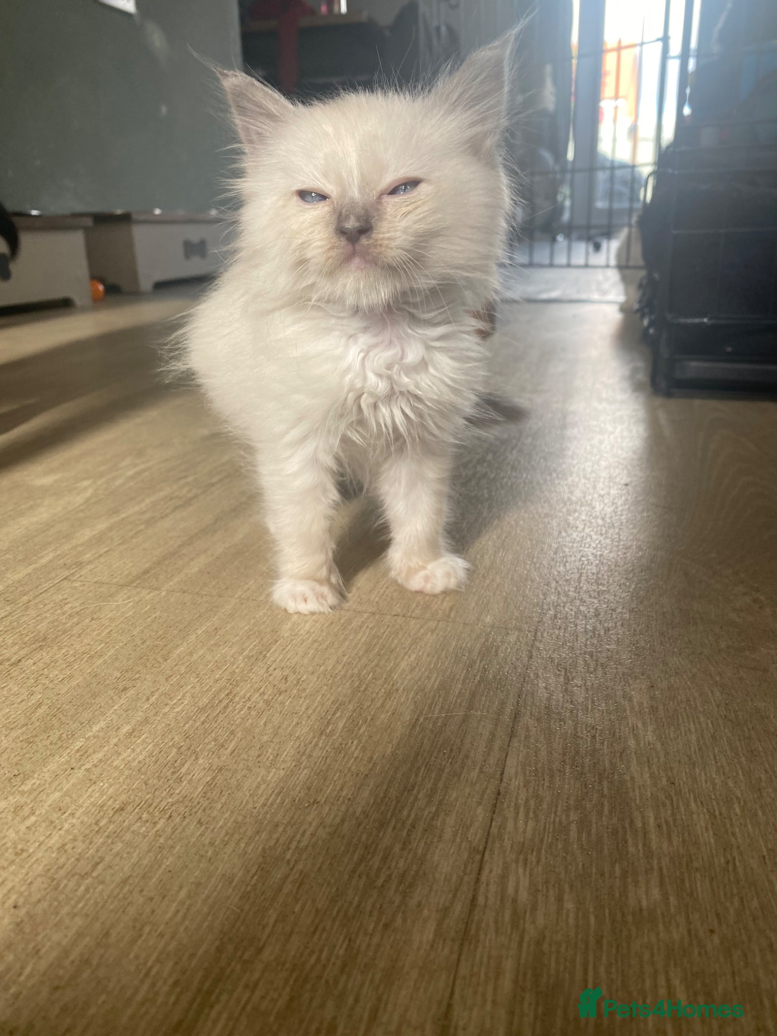Ragdoll cats Stunning blue mitted Boy - Advert 2