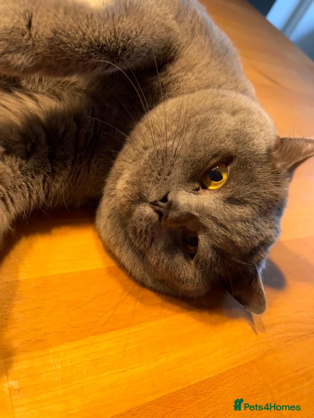 British Shorthair cats for stud: 🩶 British Shorthair Stud  in Alloa - Advert 5