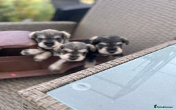 Miniature Schnauzer dogs for sale: Just 2 boys and girls available raised with love - Image 26