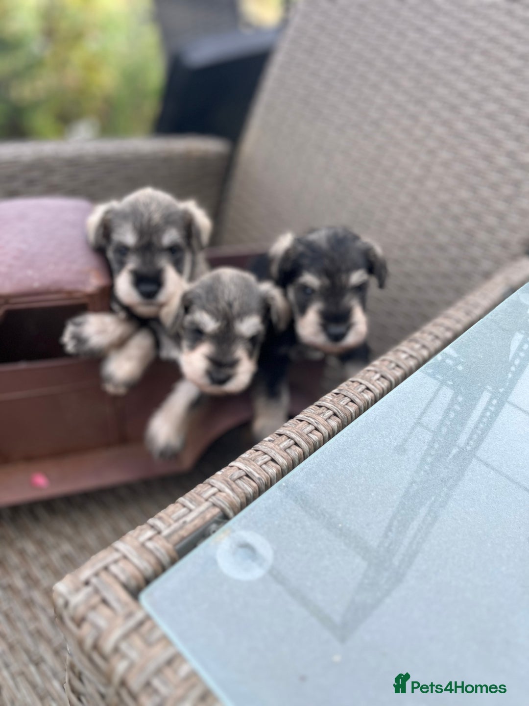Miniature Schnauzer dogs for sale: Just 2 boys and girls available raised with love - Image 26