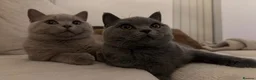British Shorthair cats for sale: British shorthair kittens, GCCF 😍❤️ - Advert 2