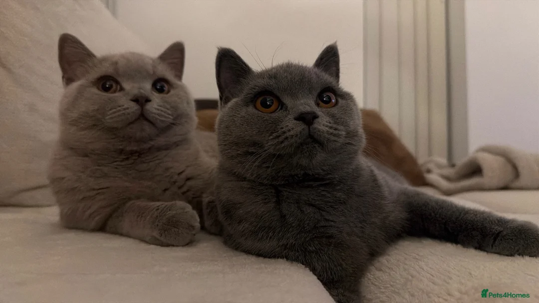 British Shorthair cats for sale: British shorthair kittens, GCCF 😍❤️ - Advert 2