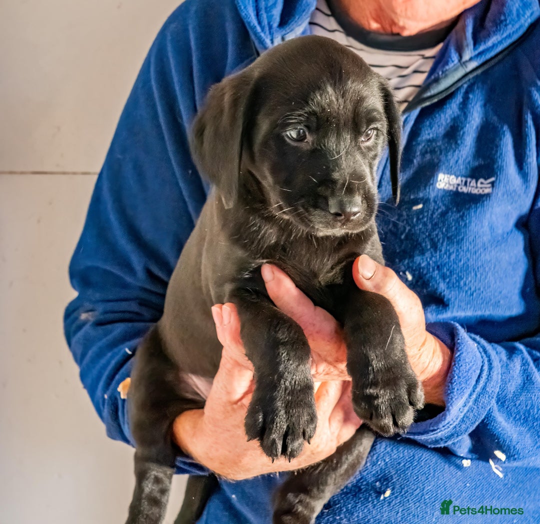 Labrador Retriever dogs for sale: 🐾 Beautiful Labrador Puppies  🐾 - Image 4