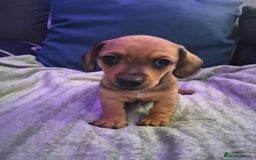 Mixed Breed dogs for sale: Mini dachshund cross puppies  - Image 2