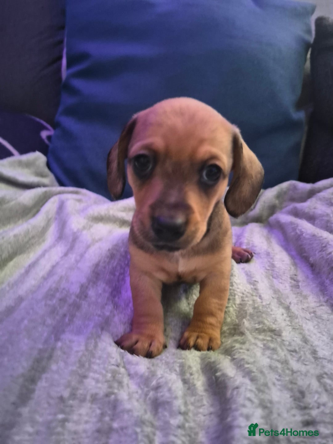 Mixed Breed dogs for sale: Mini dachshund cross puppies  - Image 2
