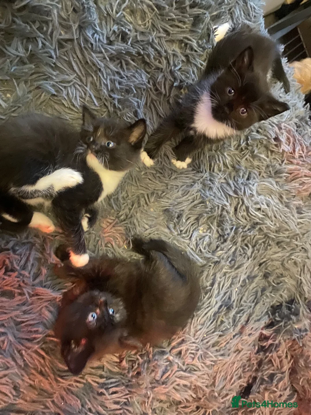 Domestic Shorthair cats for sale: Kittens for sale - Advert 2