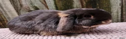 Mini Lop rabbits for sale: Mini lop bucks  in Romsey - Advert 4