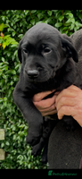 Labrador Retriever dogs Beautiful litter of Black Labrador Retriever Pups - Advert 11