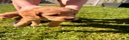 Labradoodle dogs for sale: Red/light apricot Labradoodles for sale  - Advert 7