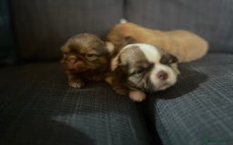 Shih Tzu dogs for sale: Beautiful litter or imperial Shih Tzu puppies  - Advert 13