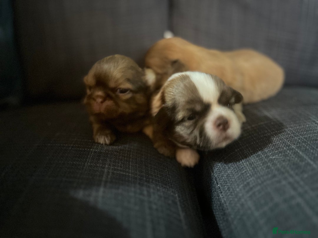 Shih Tzu dogs for sale: Beautiful litter or imperial Shih Tzu puppies  - Advert 13