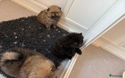 Pomeranian dogs for sale: Stunning Pomeranian puppies - Image 3